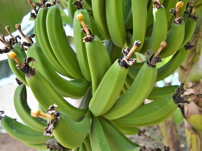 A large bunch of green bananas on the plant (example photo)