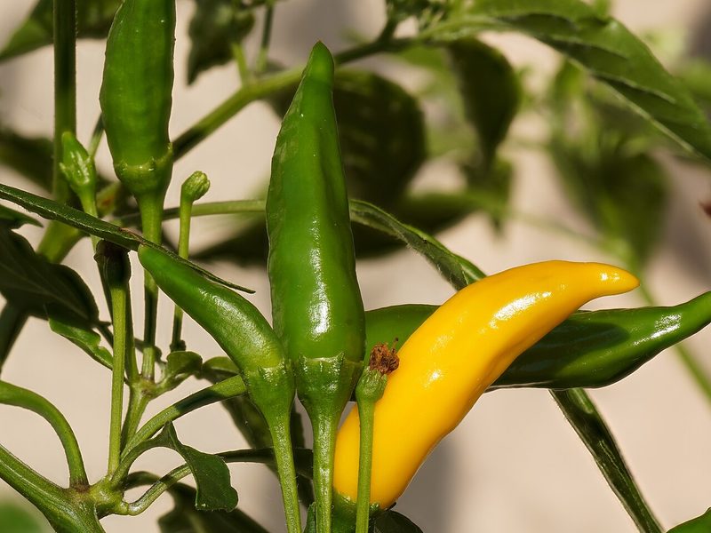 Green and yellow chillies growing on the plant (example photo)