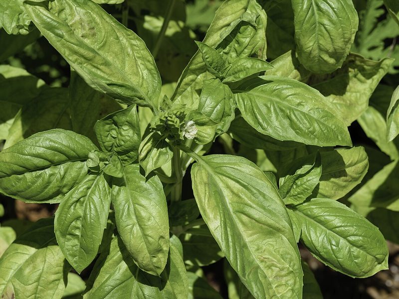 A leafy basil plant (example photo)