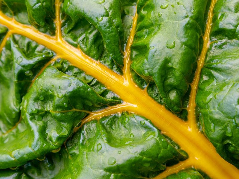 Close-up of a glossy Swiss chard leaf with yellow veins (example photo)