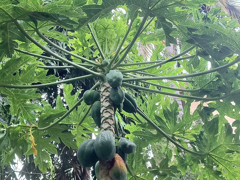 Looking up at a papaya tree with green fruit clustered on the trunk (example photo)