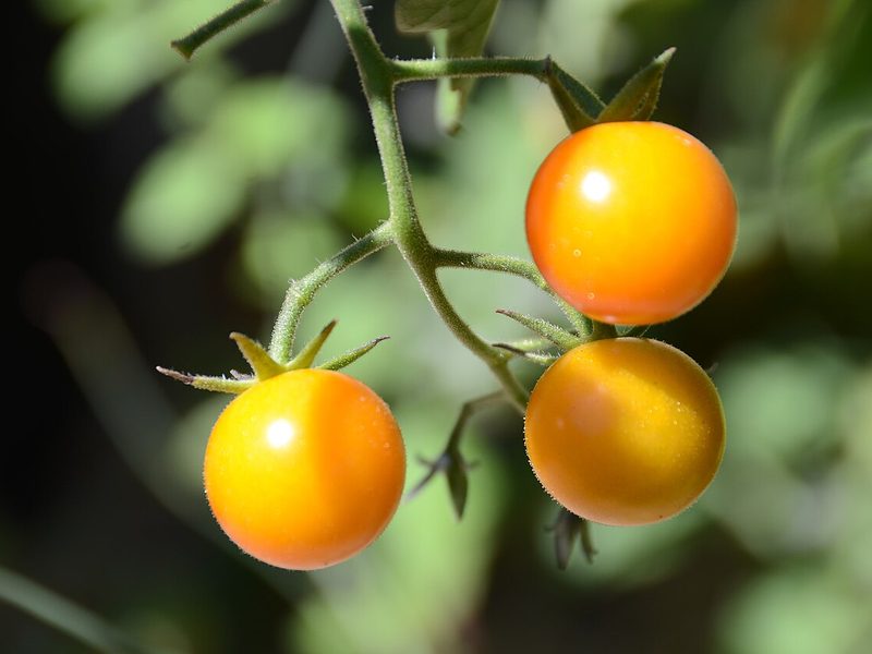 Cherry tomatoes ripening on the plant (example photo)